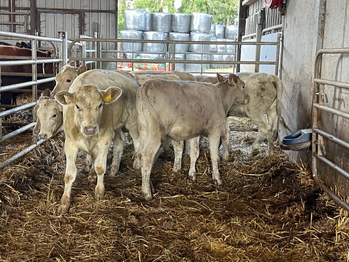 8 super  220 kg charlaois heifers - Image 2