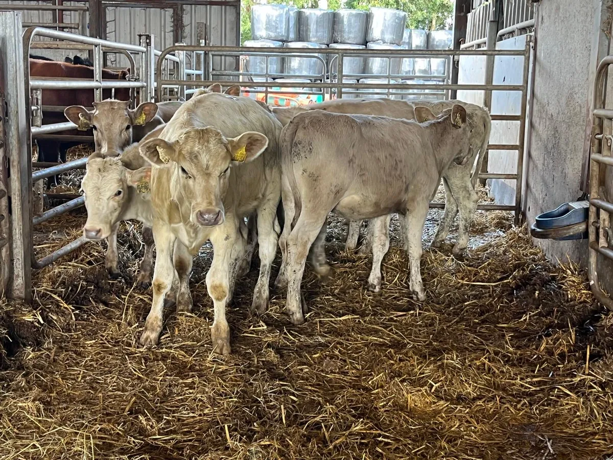 8 super  220 kg charlaois heifers - Image 3