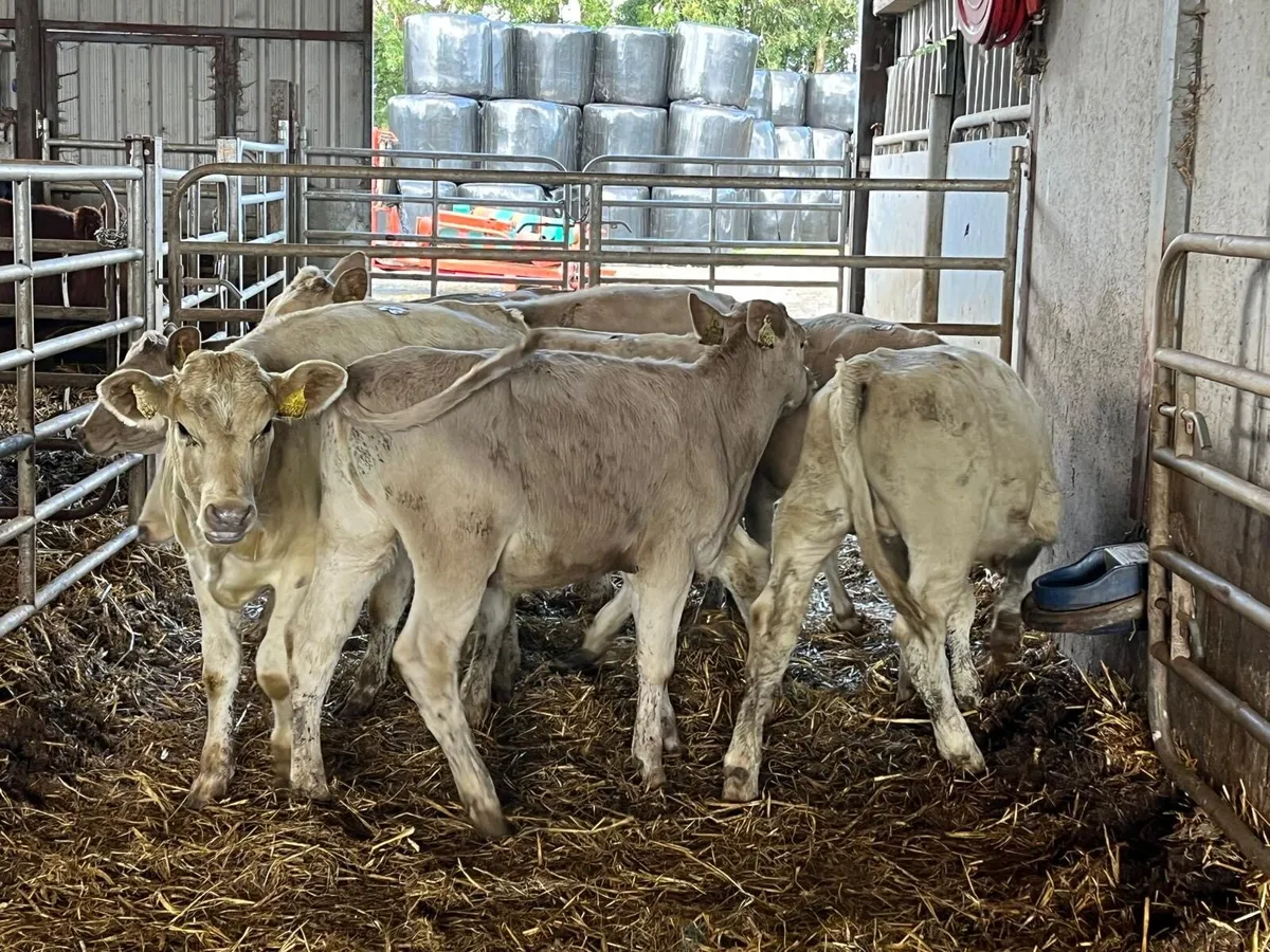 8 super  220 kg charlaois heifers - Image 4