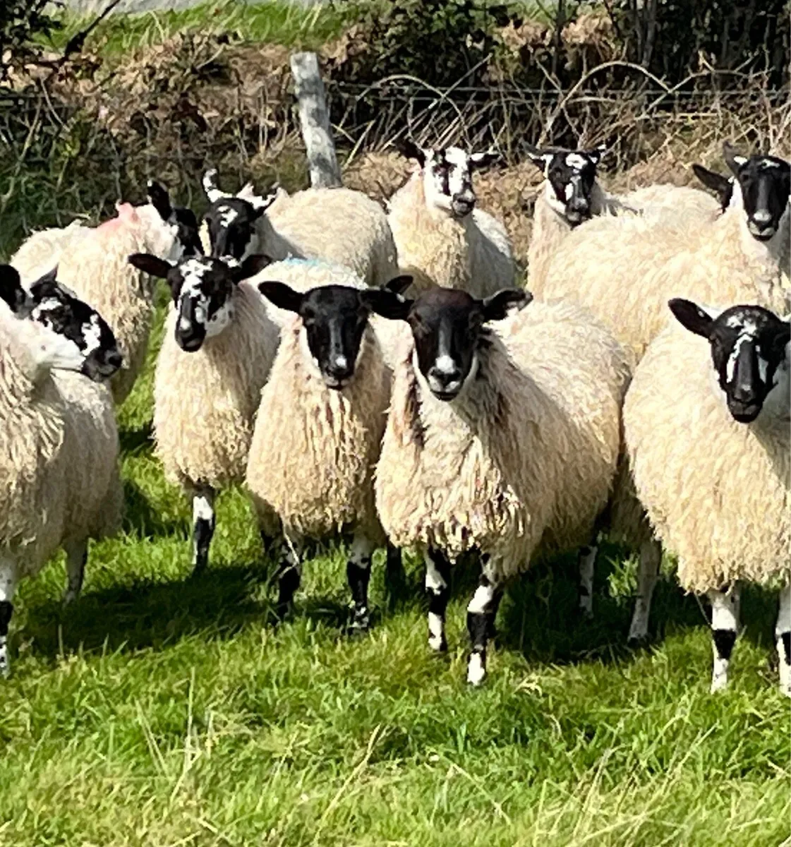 Ewe lambs - Image 3