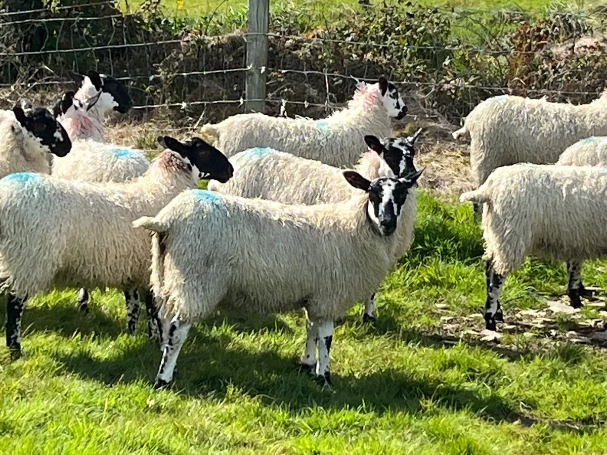 Ewe lambs - Image 4