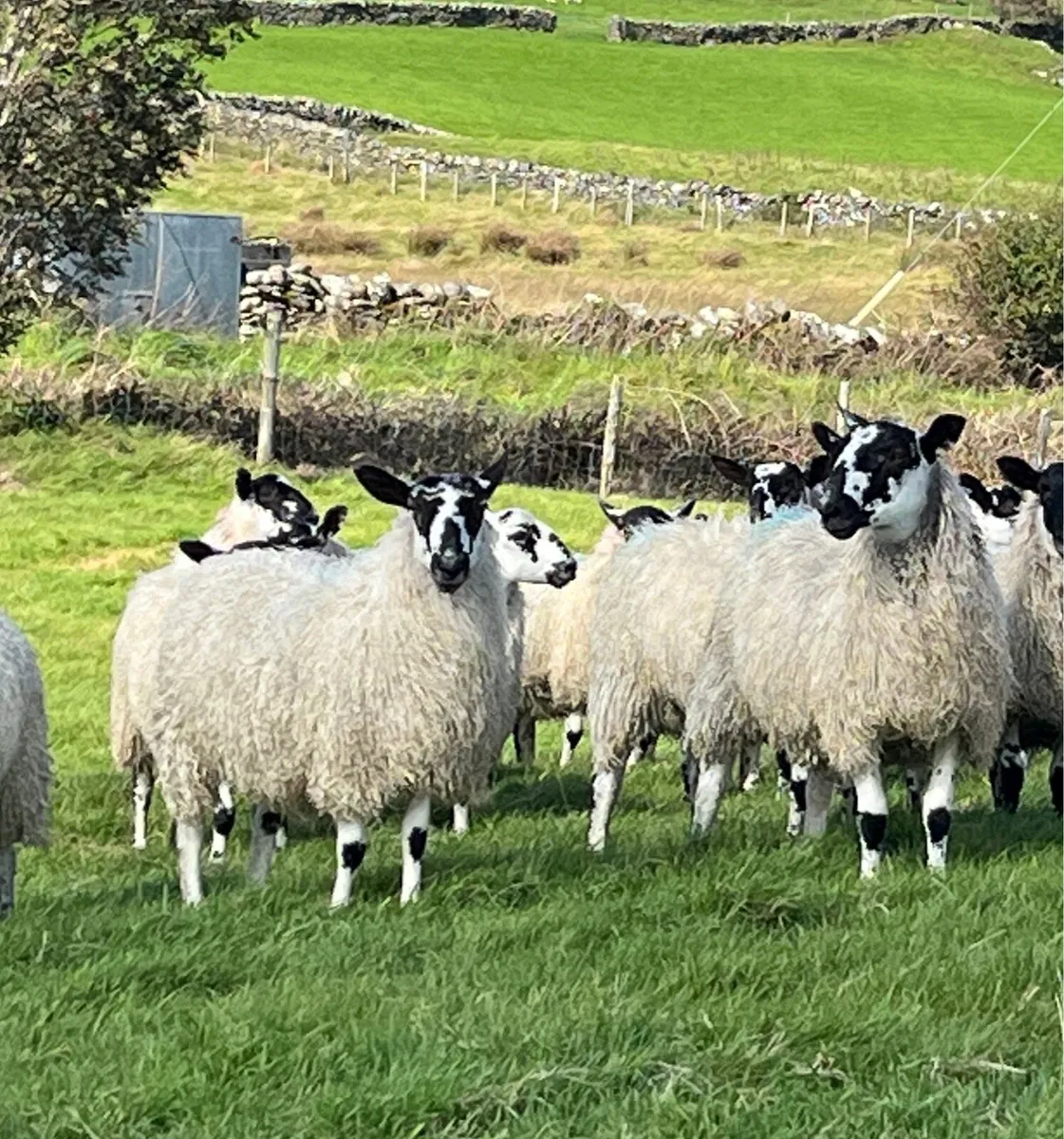 Ewe lambs - Image 1