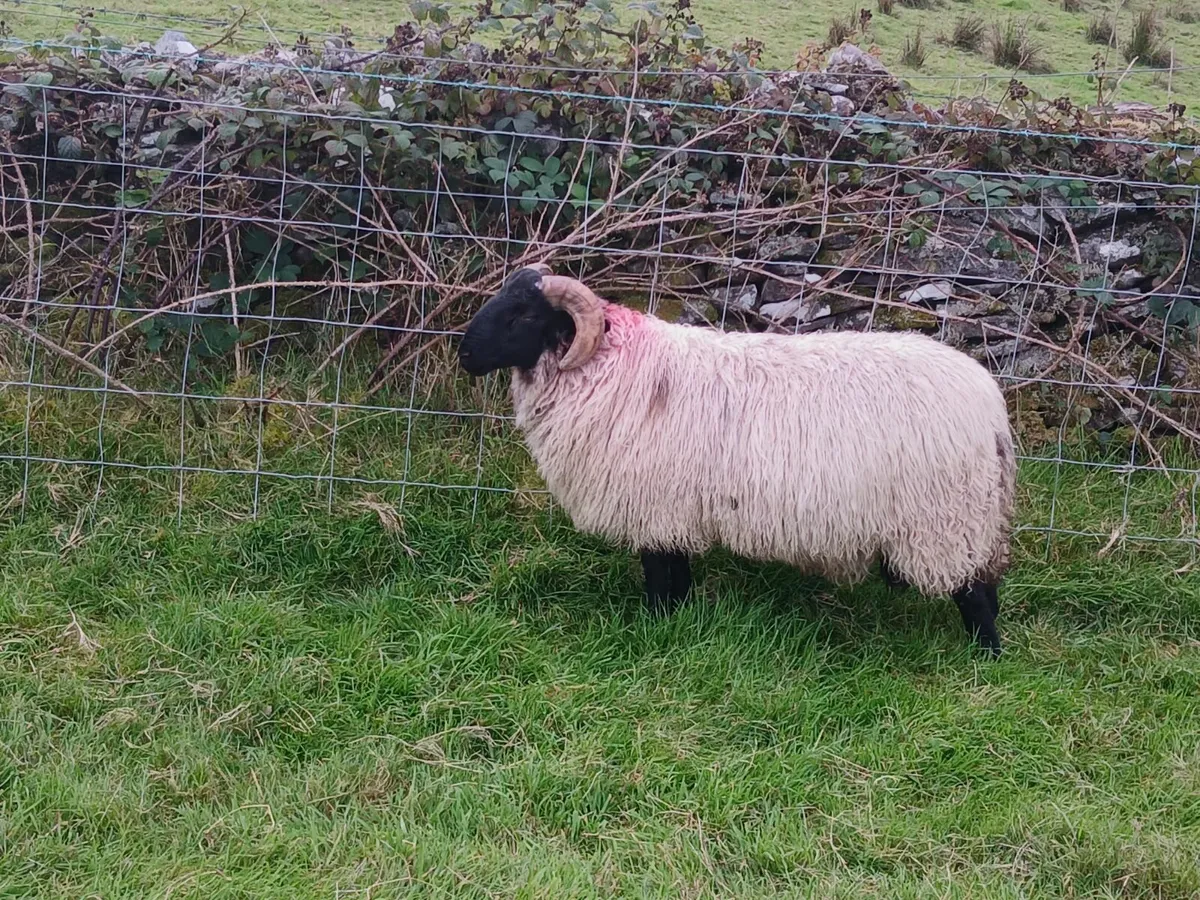 Blackface mountain Ram Lambs - Image 2