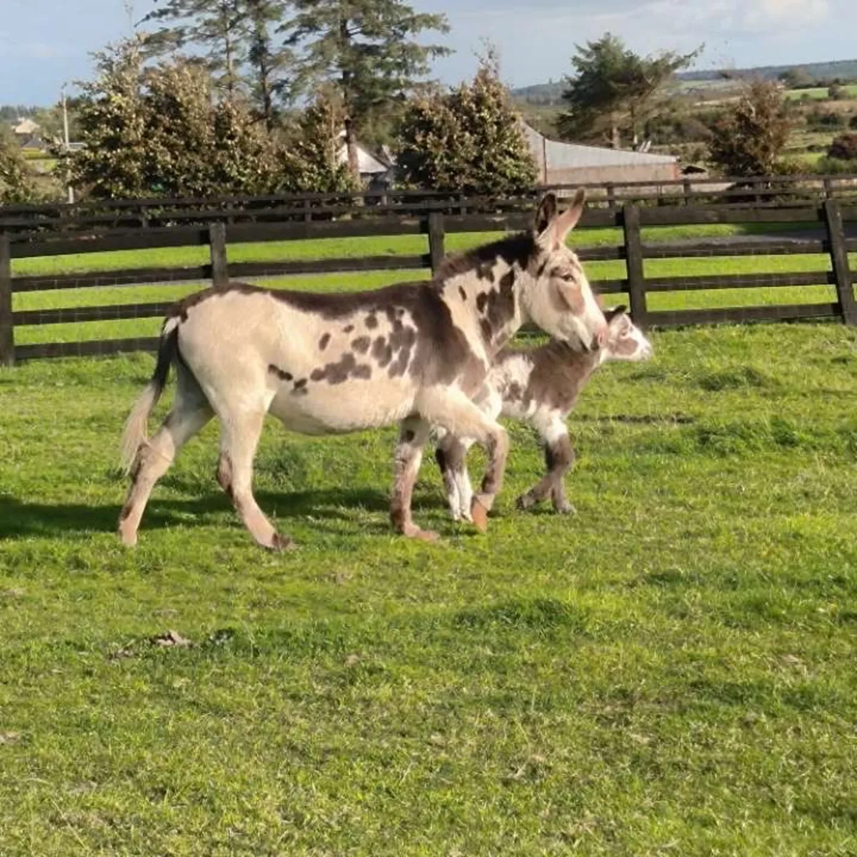 Mare donkey and foal - Image 1