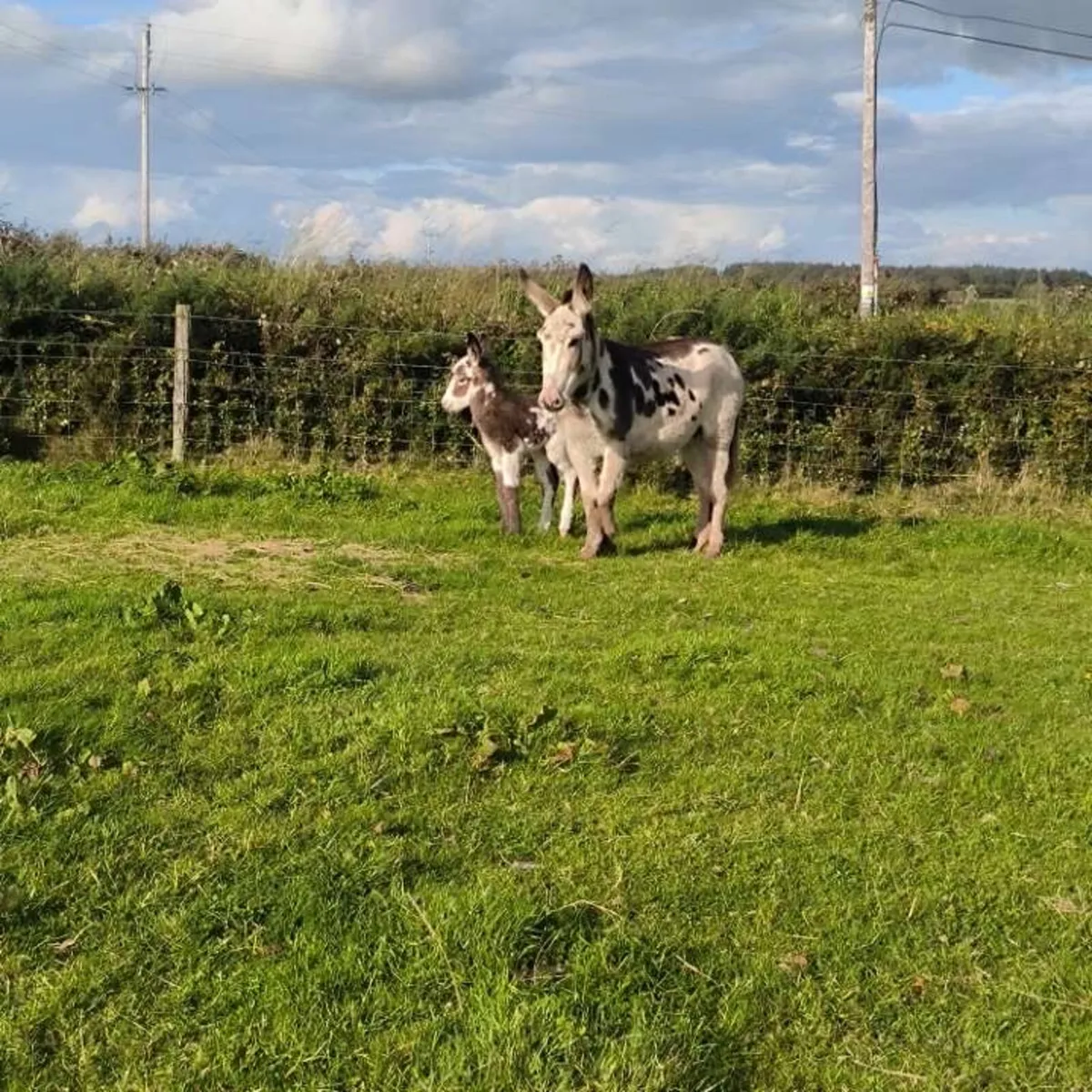 Mare donkey and foal - Image 2