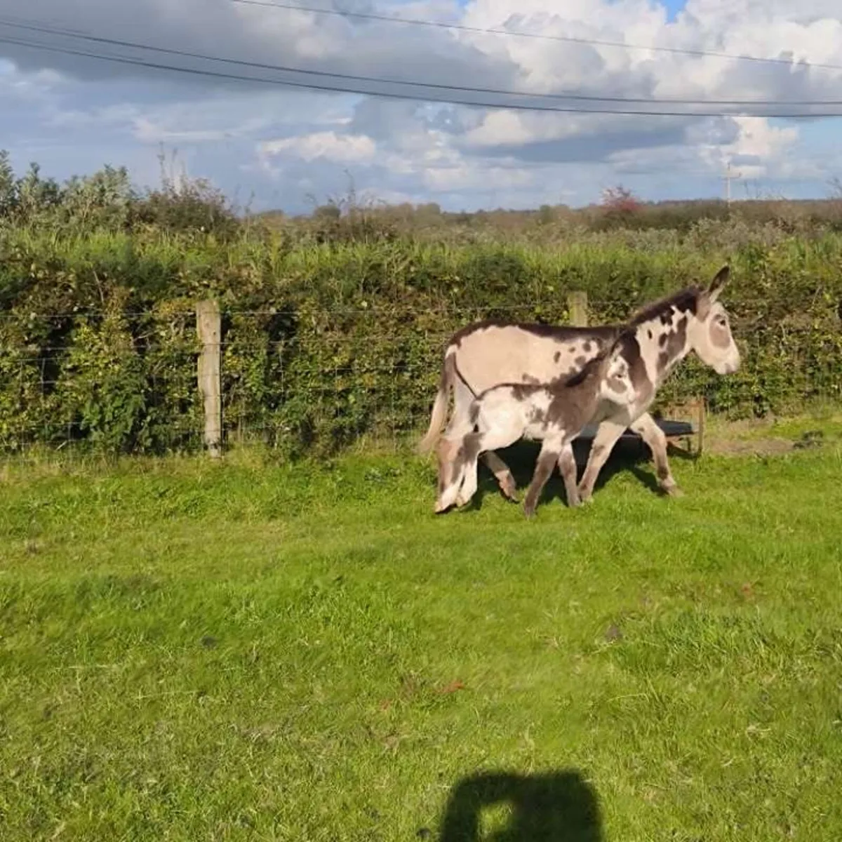 Mare donkey and foal - Image 3
