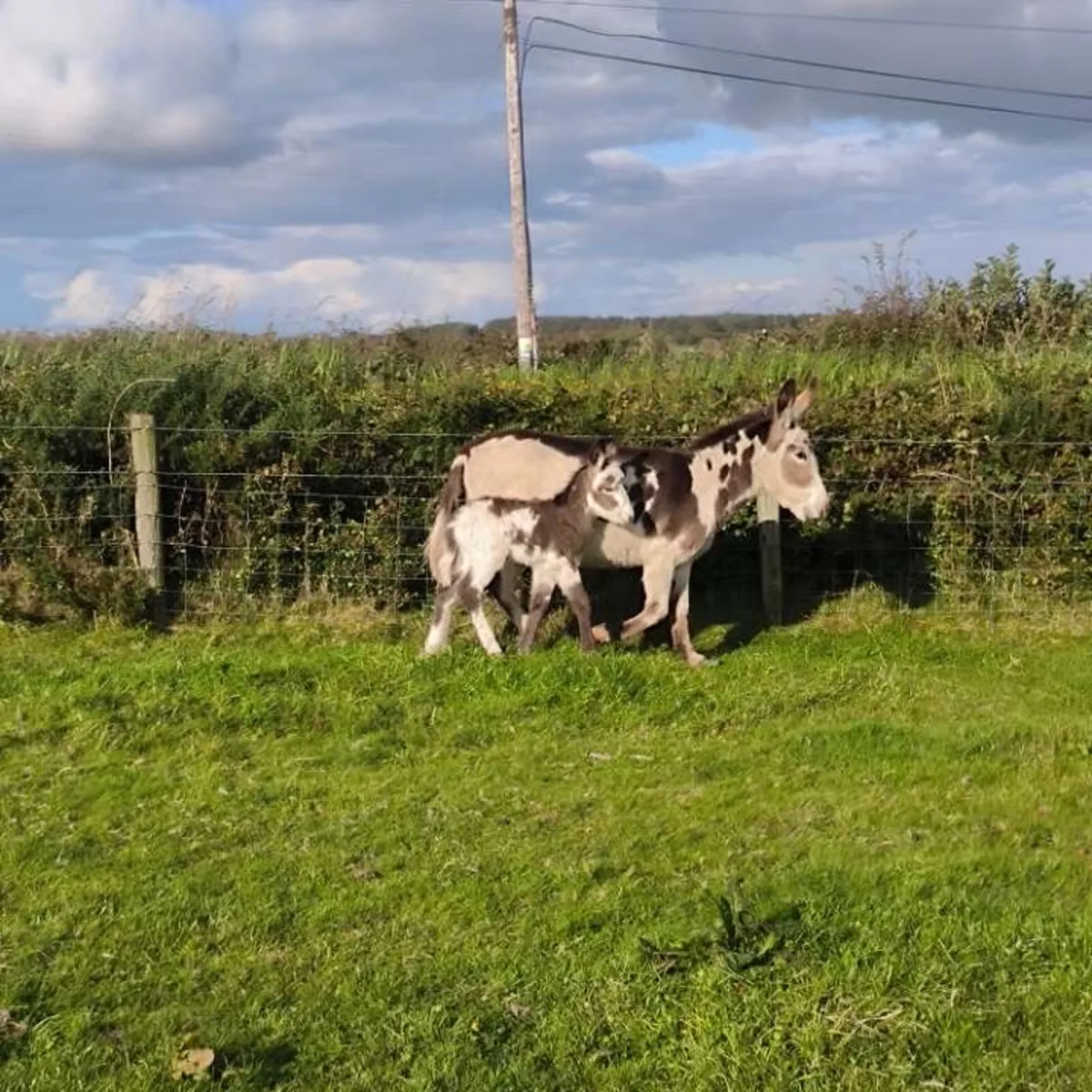 Mare donkey and foal - Image 4