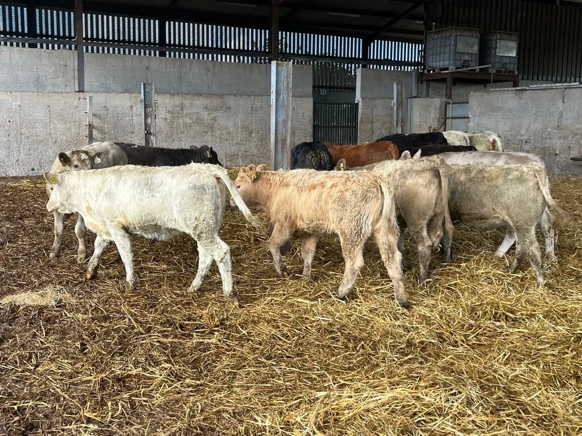 15 super  continental weanling heifers - Image 2