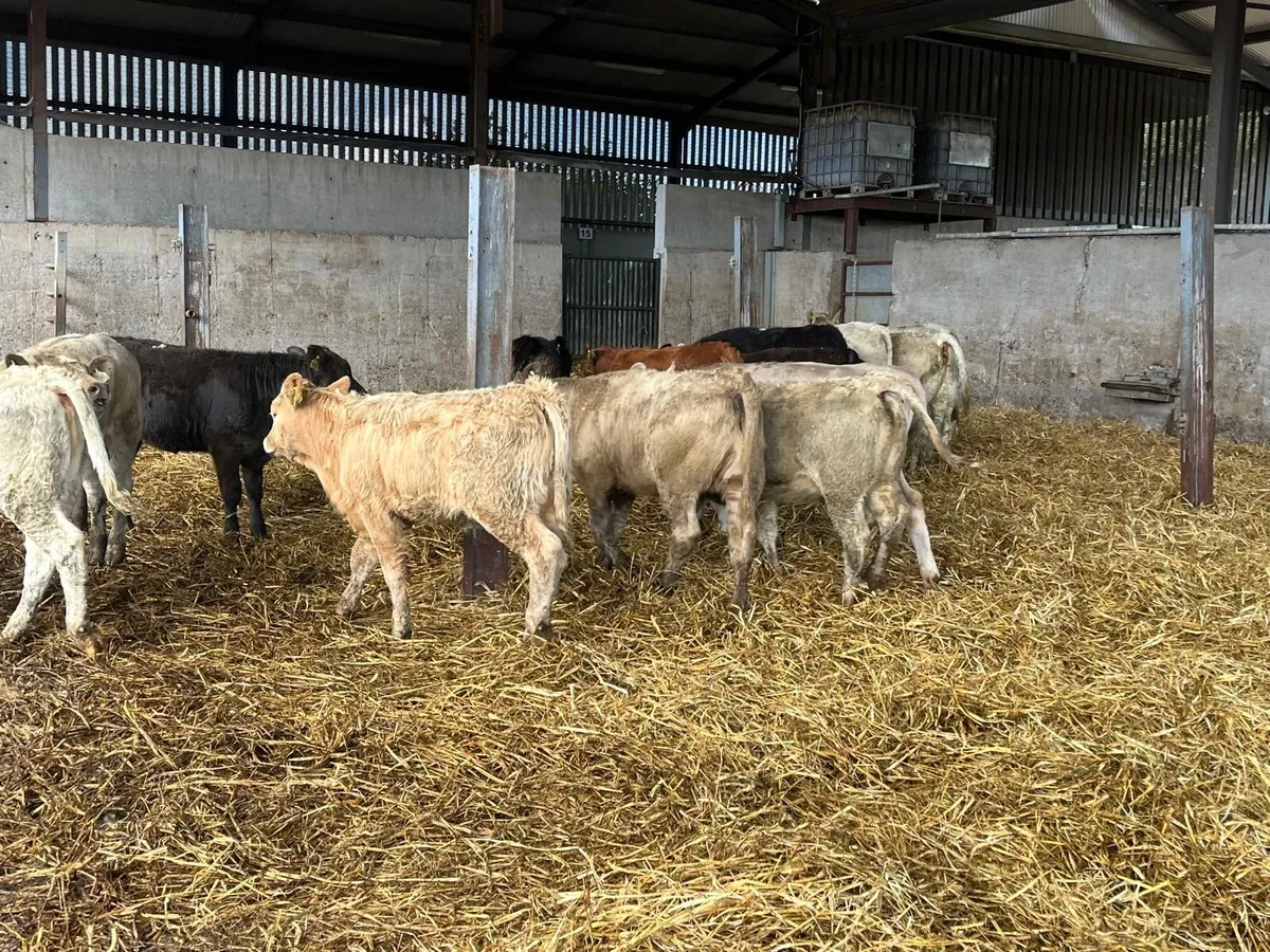 15 super  continental weanling heifers - Image 3