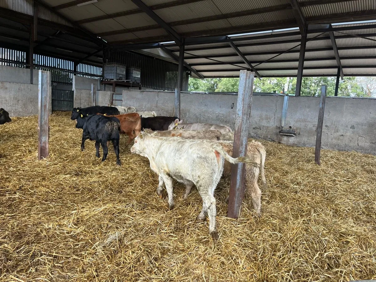 15 super  continental weanling heifers - Image 4
