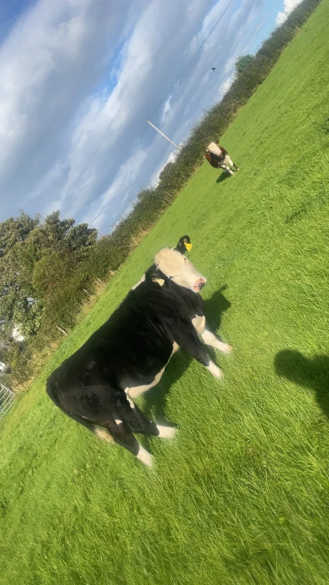 7 lovely quite heifers - Image 2