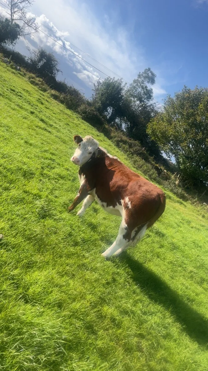 7 lovely quite heifers - Image 3