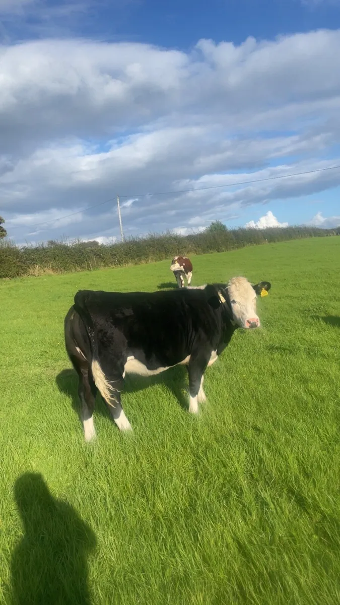 7 lovely quite heifers - Image 4