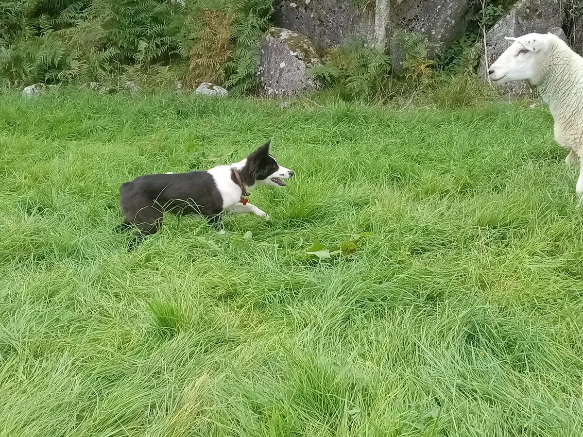 Farm helper