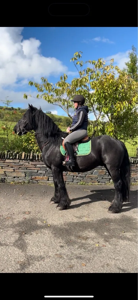 16hh black cob - Image 1
