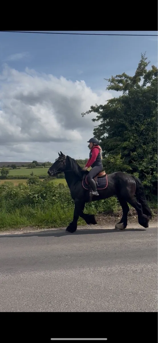 16hh black cob - Image 2