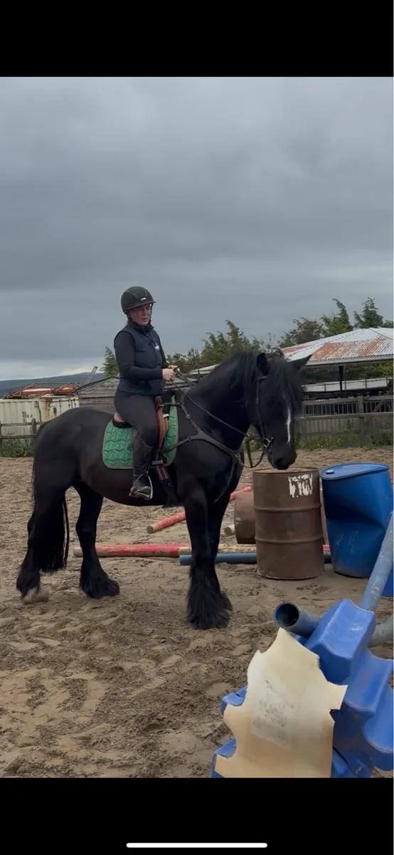 16hh black cob - Image 3