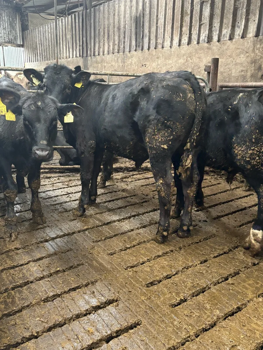 22 Angus Bull Weanlings - Image 1