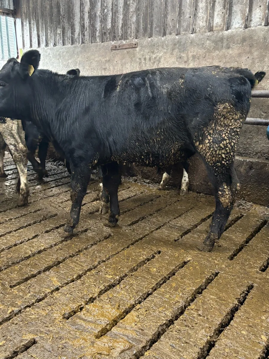 22 Angus Bull Weanlings - Image 3