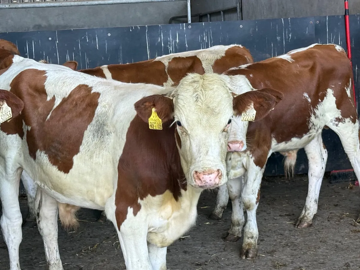 5 PUREBRED MONTBELLIARDE BULLS - Image 4