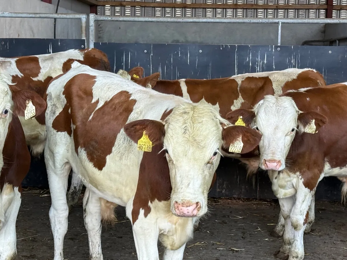 5 PUREBRED MONTBELLIARDE BULLS - Image 2