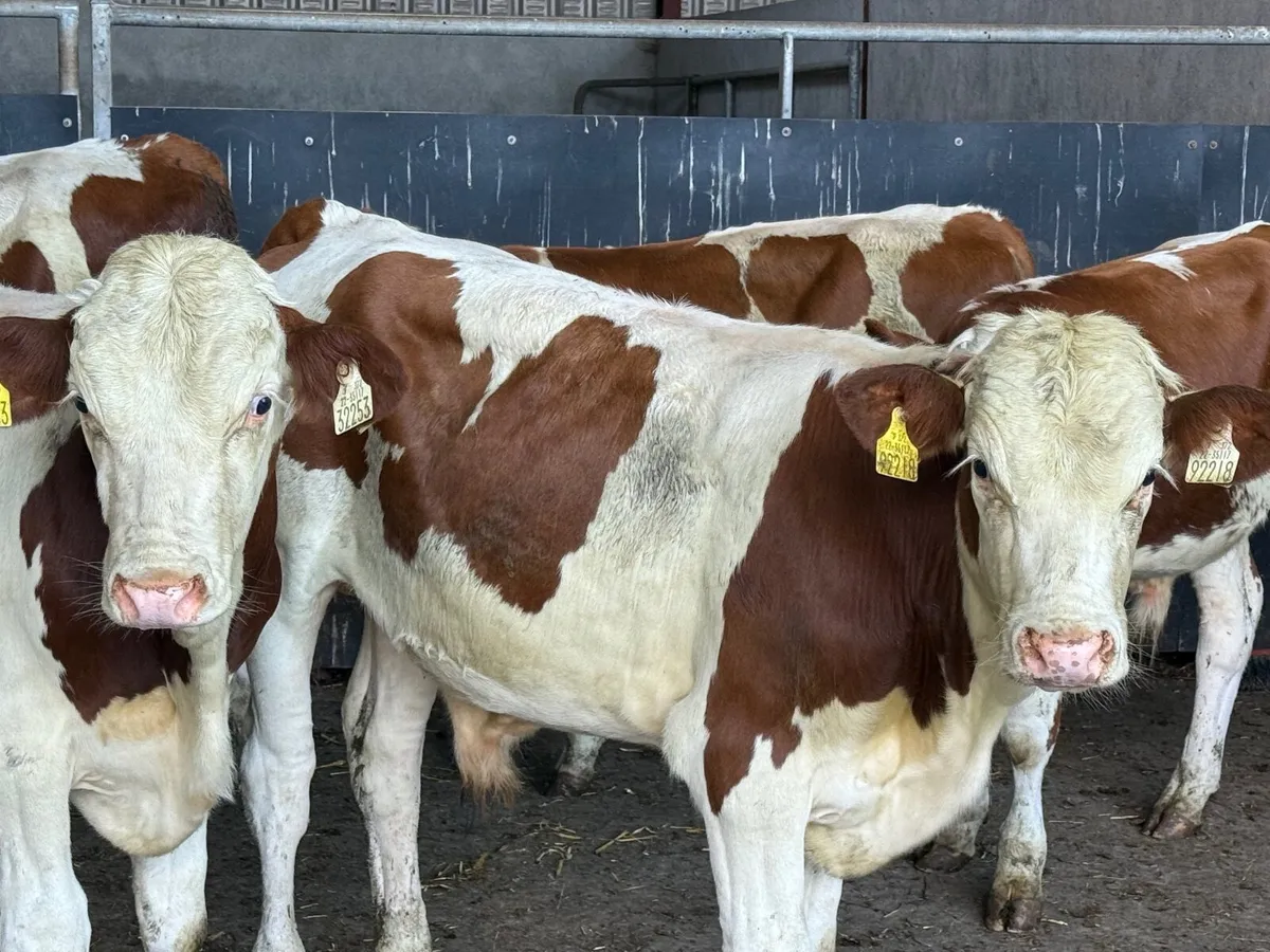 5 PUREBRED MONTBELLIARDE BULLS - Image 1