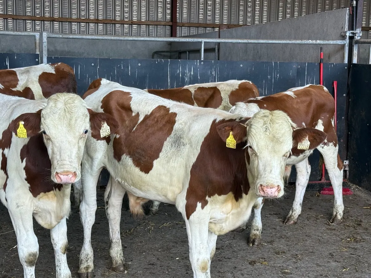 5 PUREBRED MONTBELLIARDE BULLS - Image 3