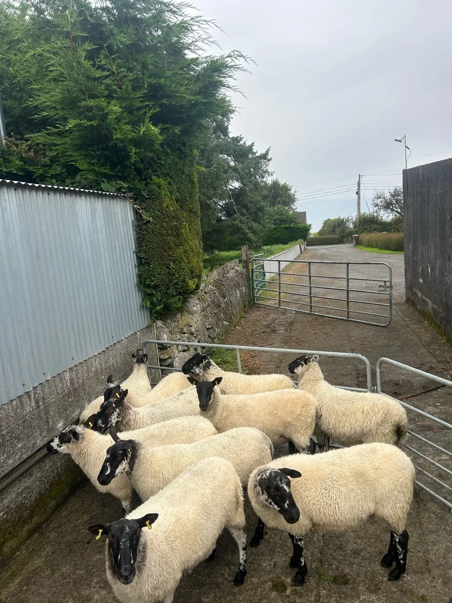 Organic Ewe Hoggets - Image 1
