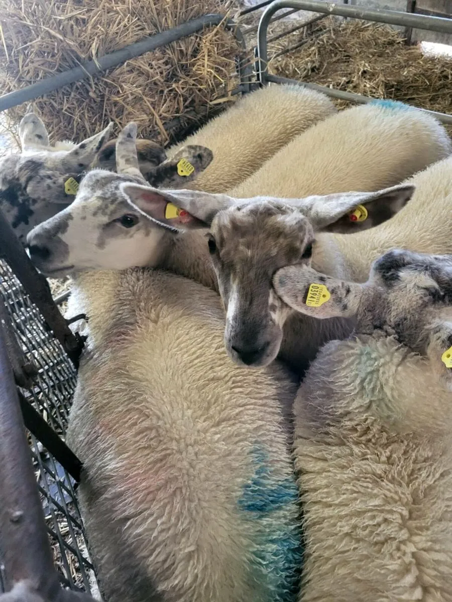 19 EWE LAMBS - Image 1
