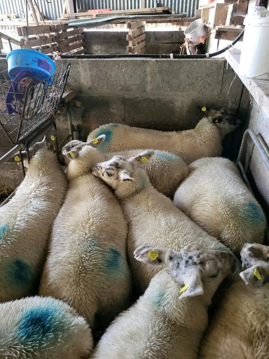 19 EWE LAMBS - Image 3