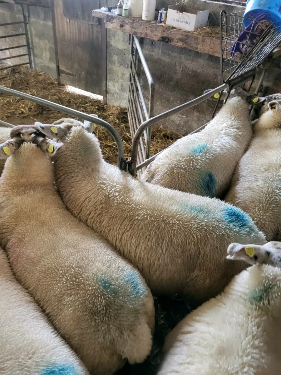 19 EWE LAMBS - Image 2
