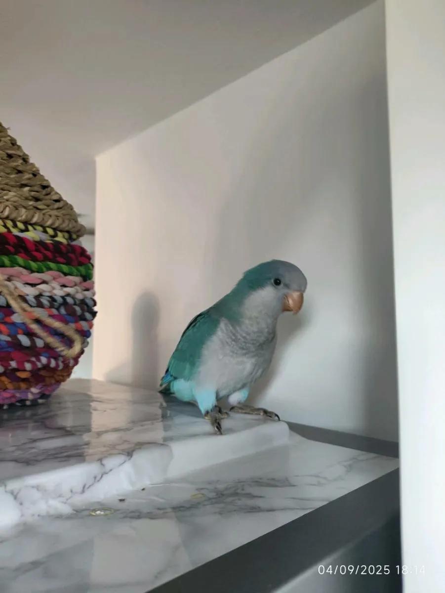 Monk parakeet - Image 3