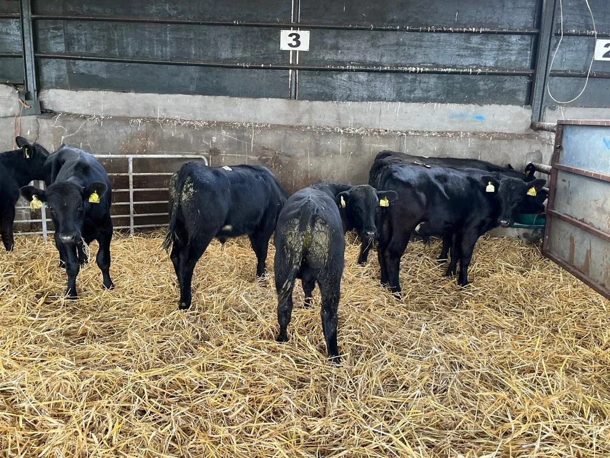 8 super Angus bull  weanlings - Image 1