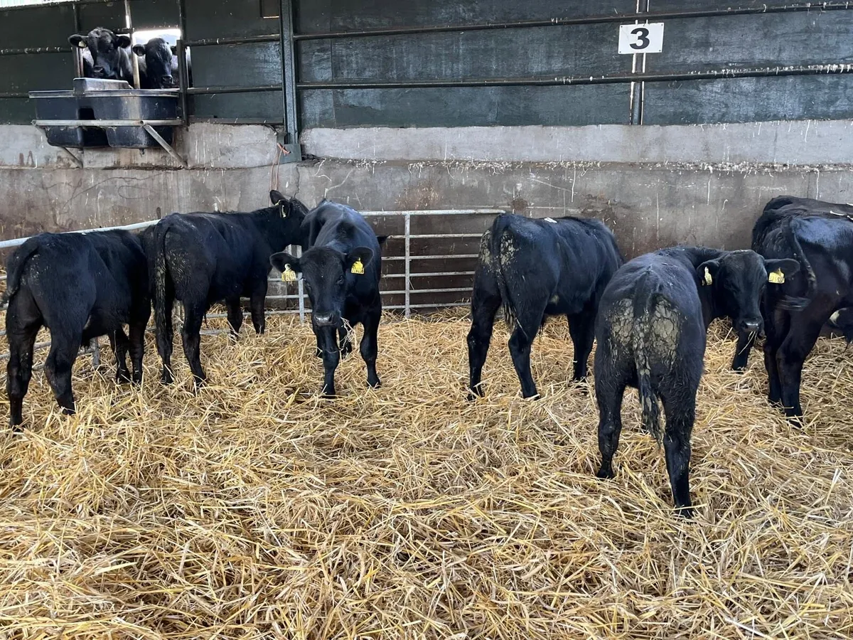 8 super Angus bull  weanlings - Image 2
