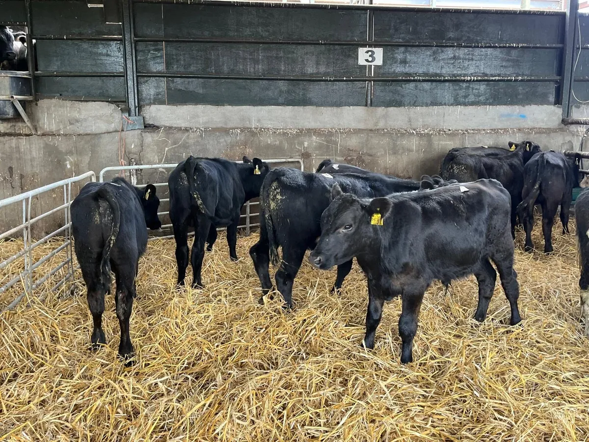 8 super Angus bull  weanlings - Image 3