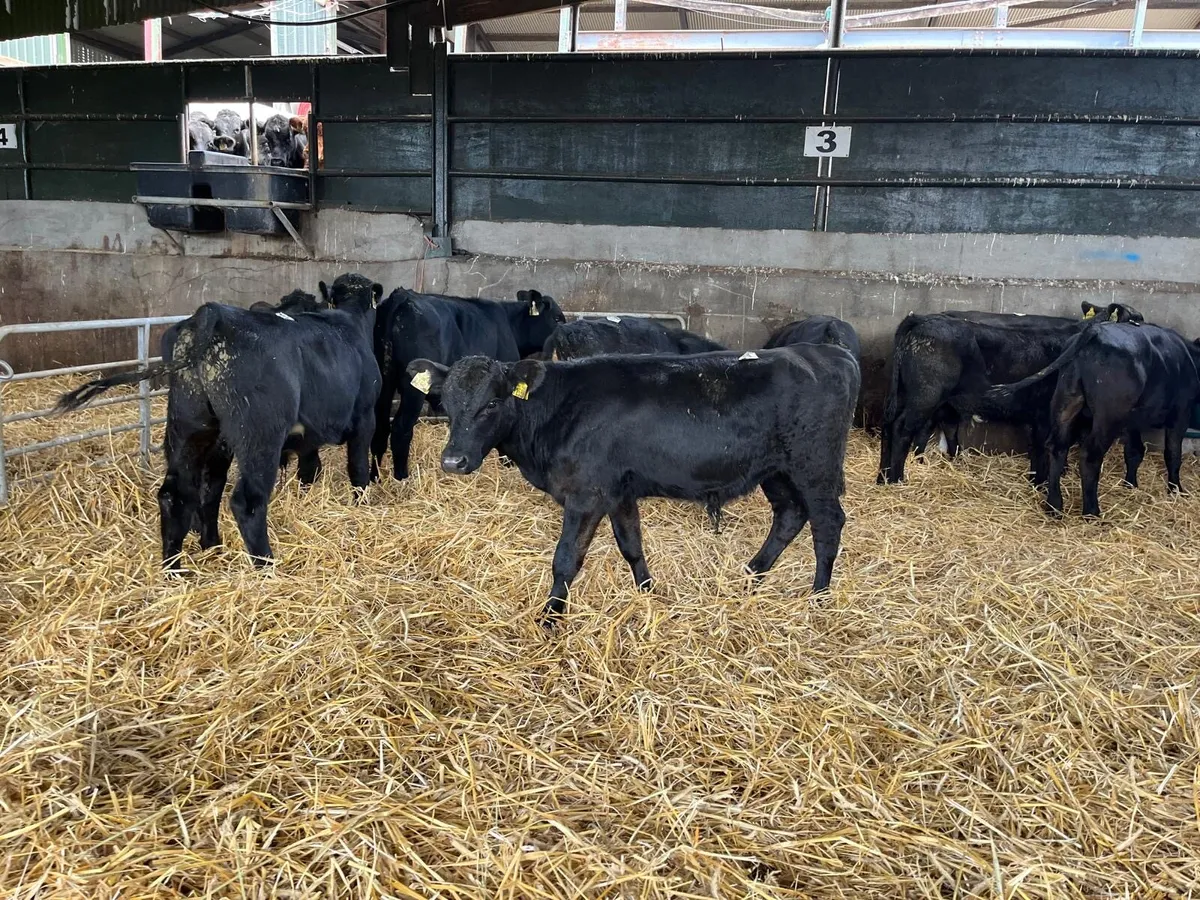 8 super Angus bull  weanlings - Image 4