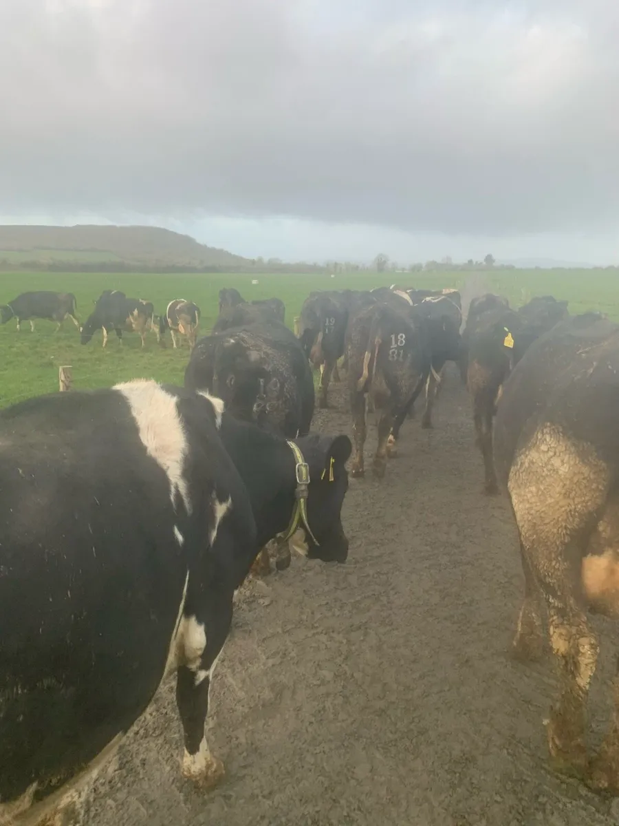 Worker wanted on dairy farm