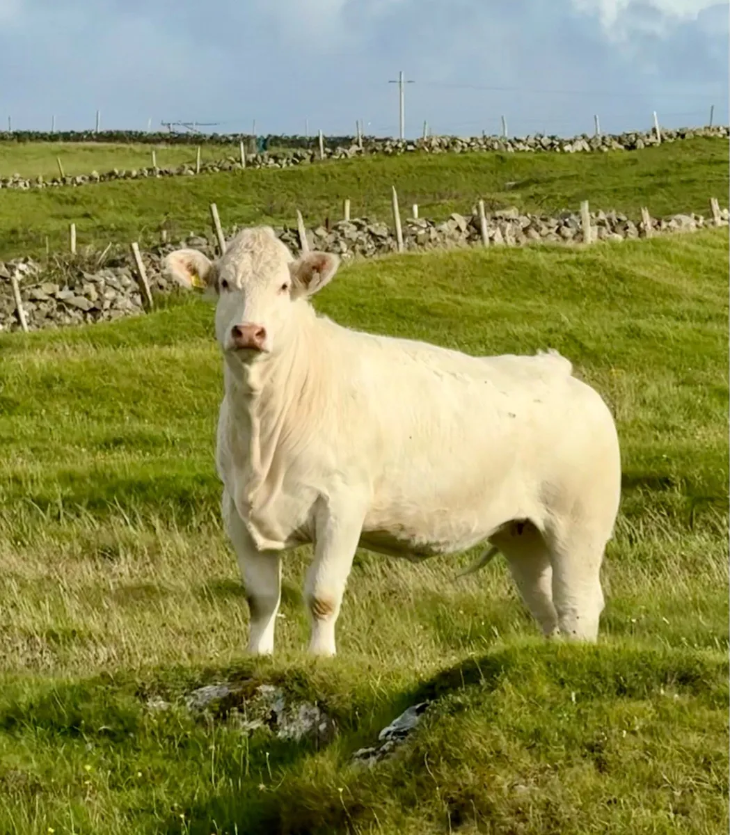 Super In calf Charolais Heifer - Image 1