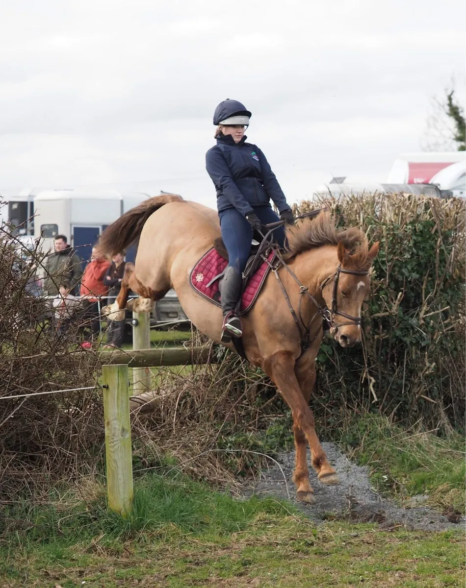 15.2 9yr old Chestnut Mare - Image 1