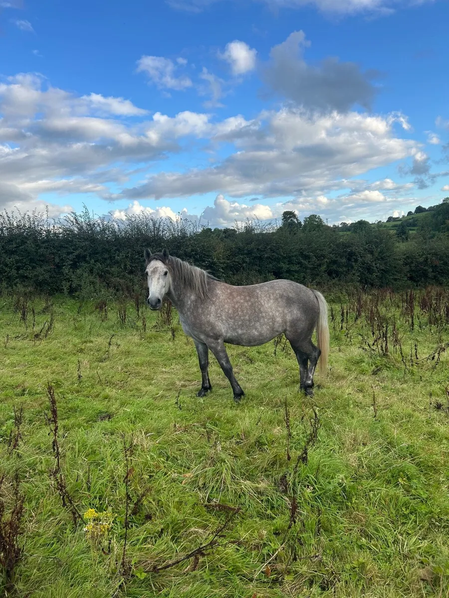 Horse - Image 1