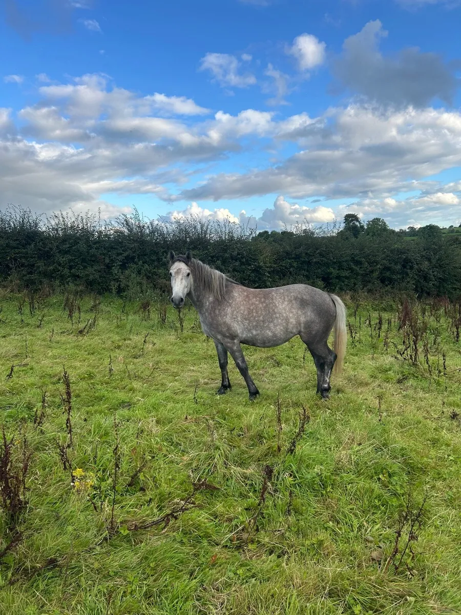 Horse - Image 2