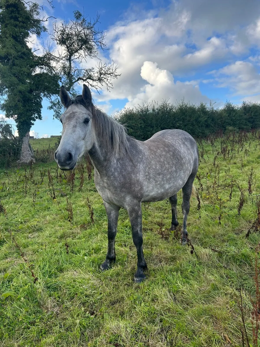 Horse - Image 4