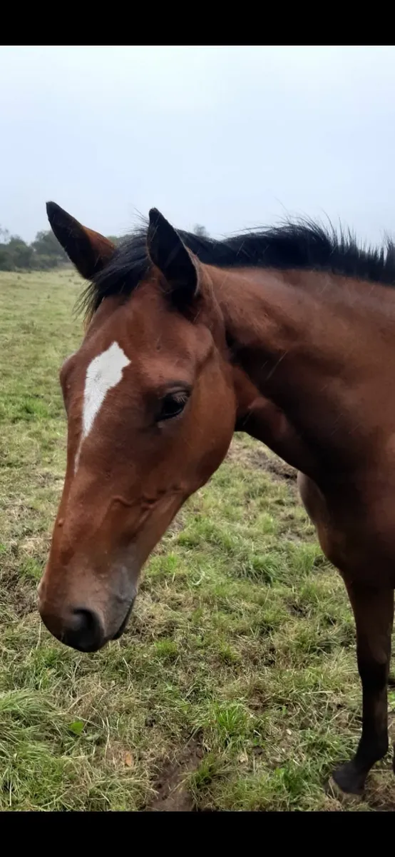 Horse - yearling filly - Image 2