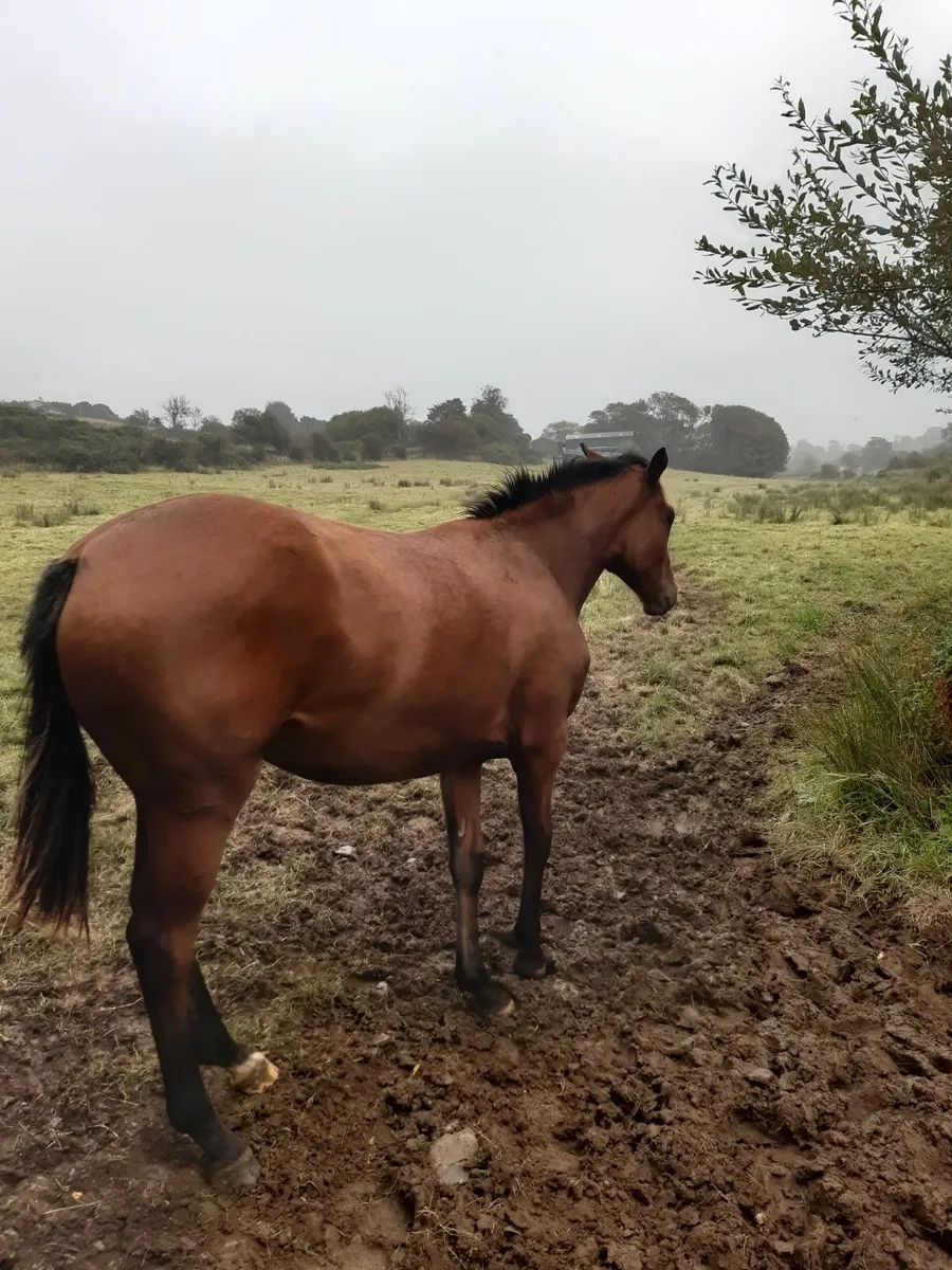 Horse - yearling filly - Image 1