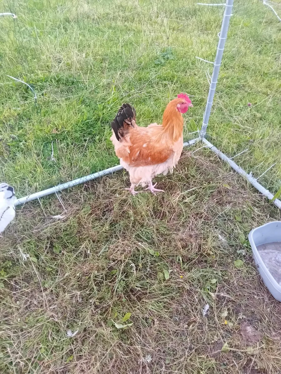 Rooster - Image 1