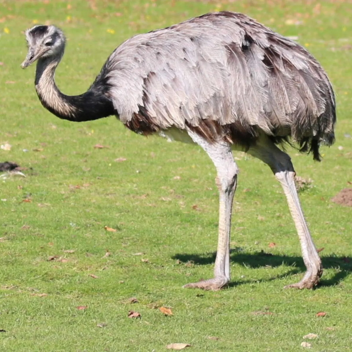 Trio of rhea - Image 1