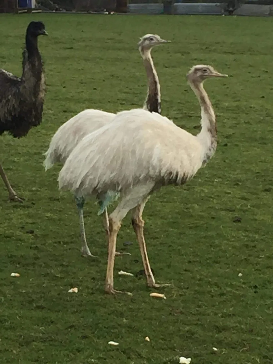 Trio of rhea - Image 2