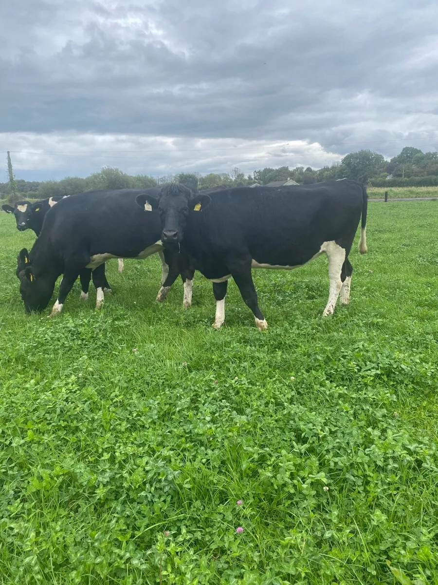 In Calf Heifers - Image 1