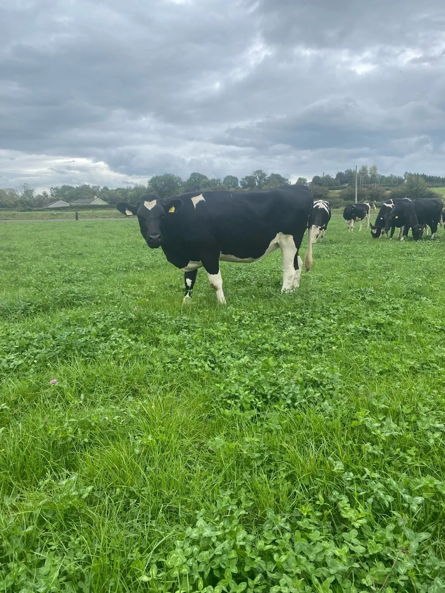 In Calf Heifers - Image 2