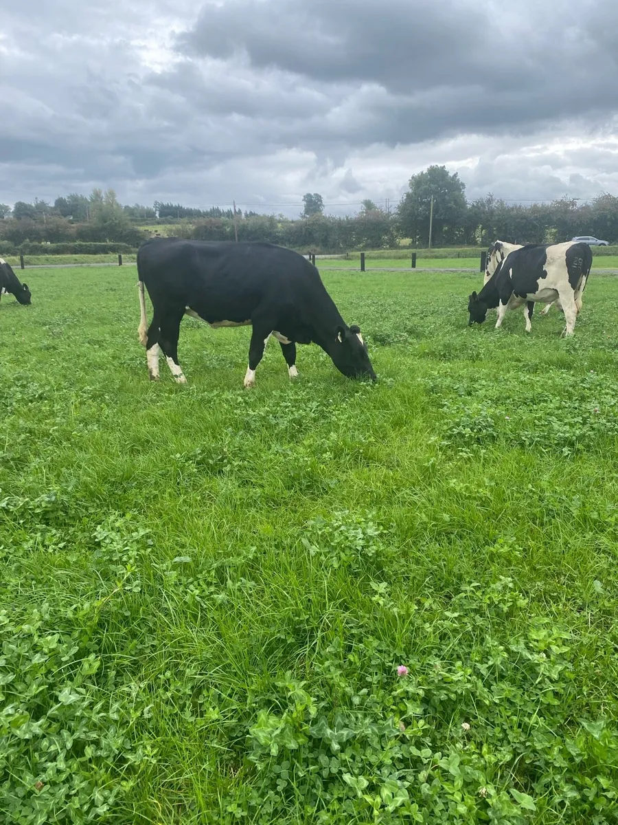 In Calf Heifers - Image 4